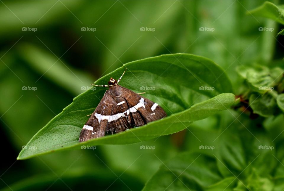 butterfly sitting on basil leaf