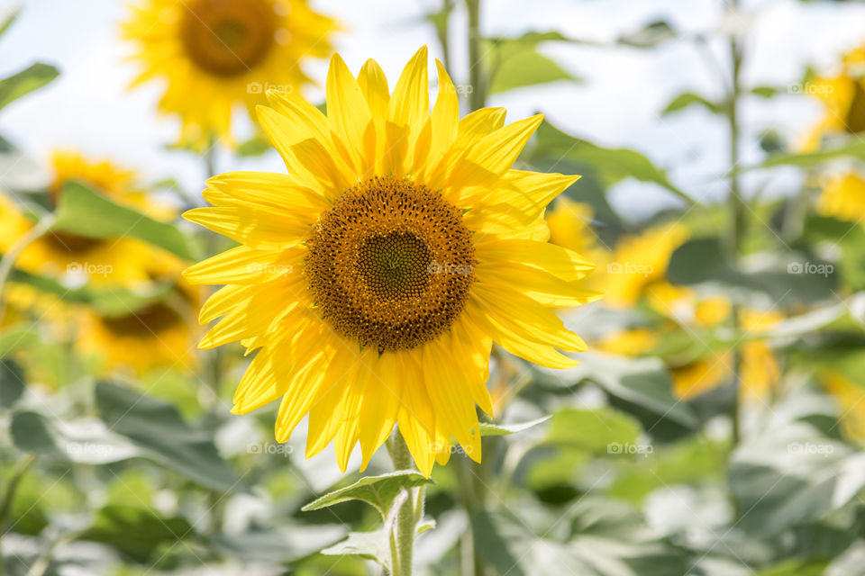 a bright yellow sunflower in bloom growing in a field