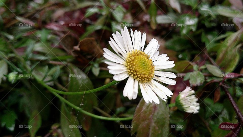 White Daisy flower