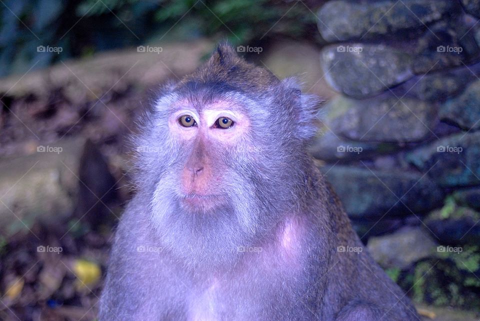 elder monkey in Ubud in the sacred monkey park, Indonesia