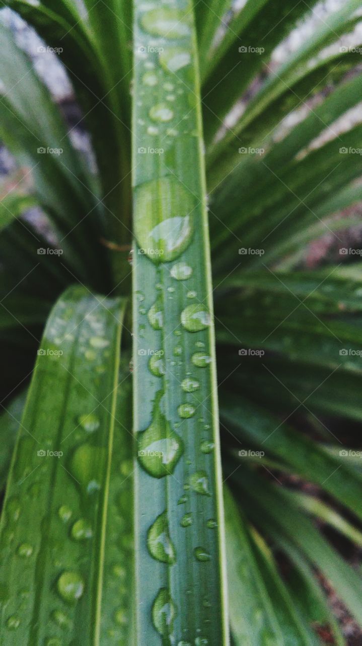 Close-up of leaf in rainy season