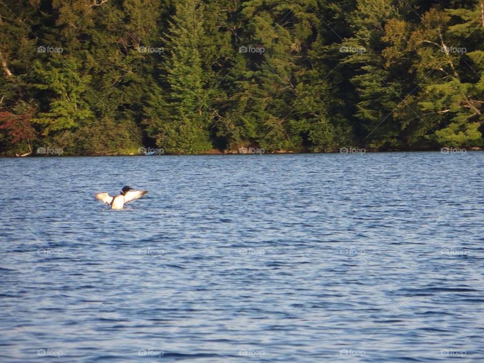 Loon in a pond