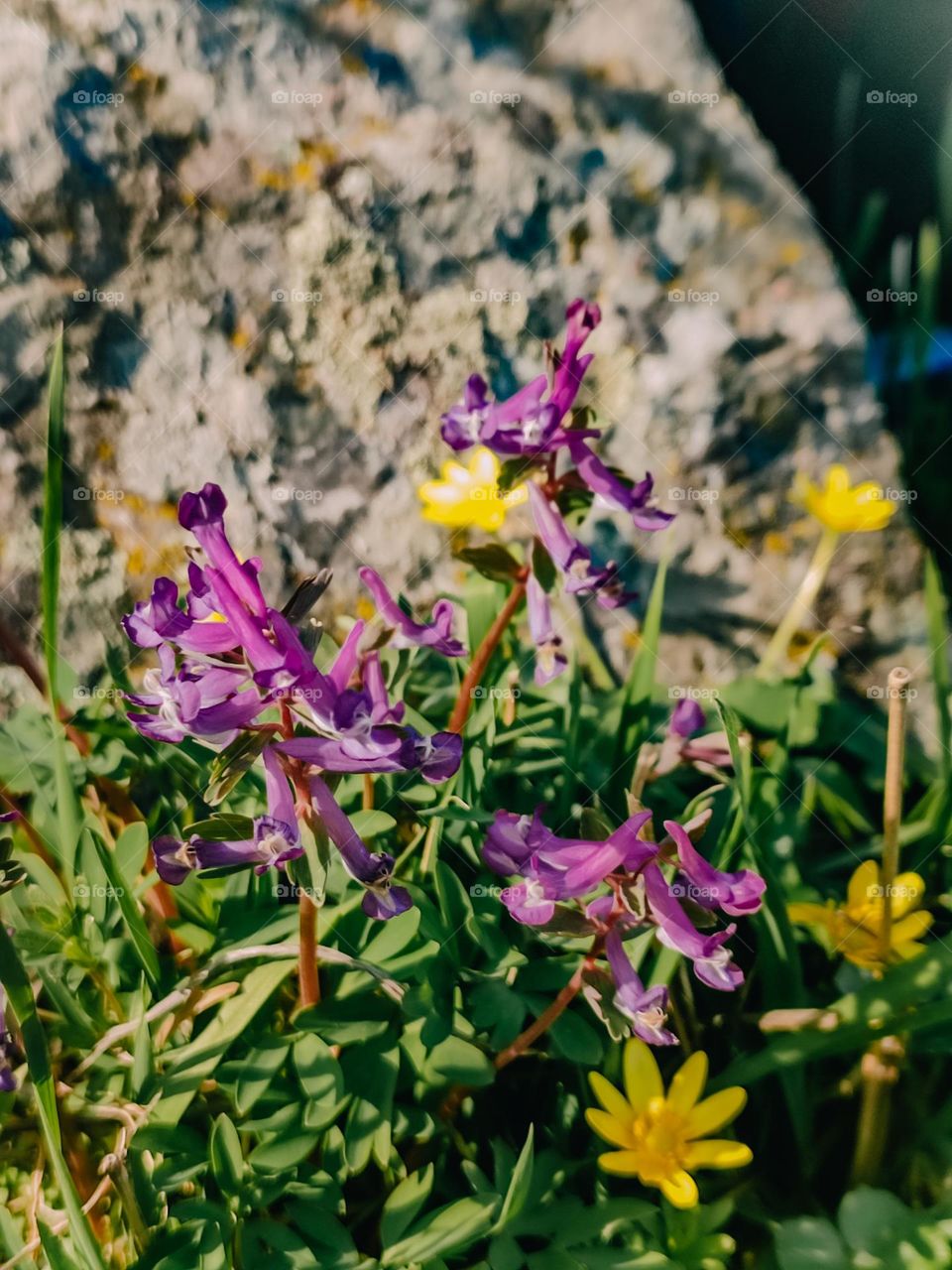 Purple and yellow spring flowers on the granite rocks background in sunny spring day