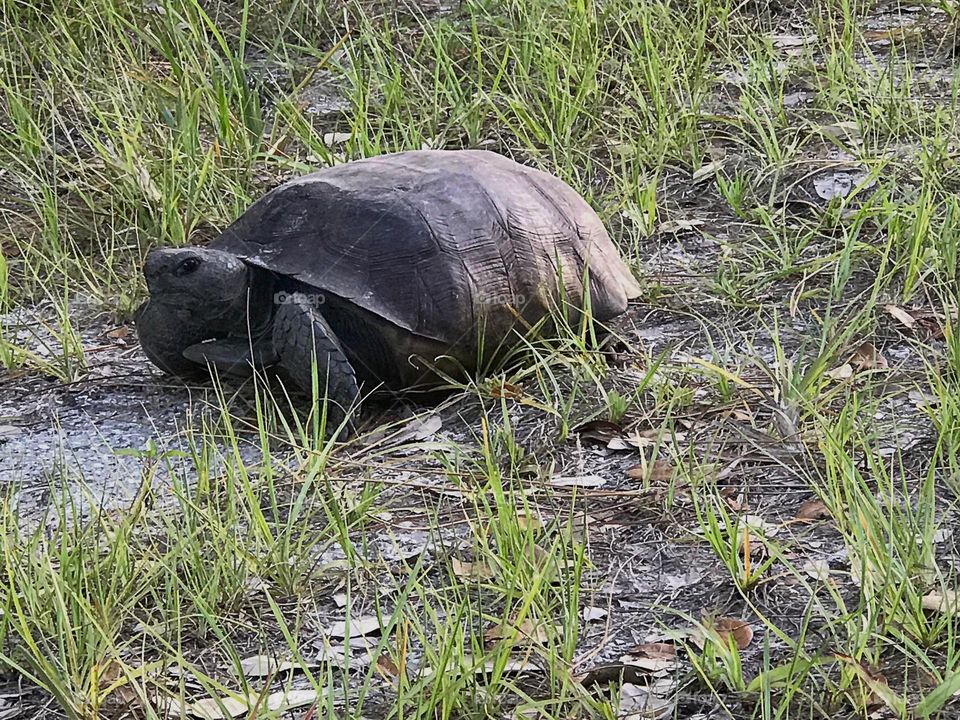 Gopher tortoise.