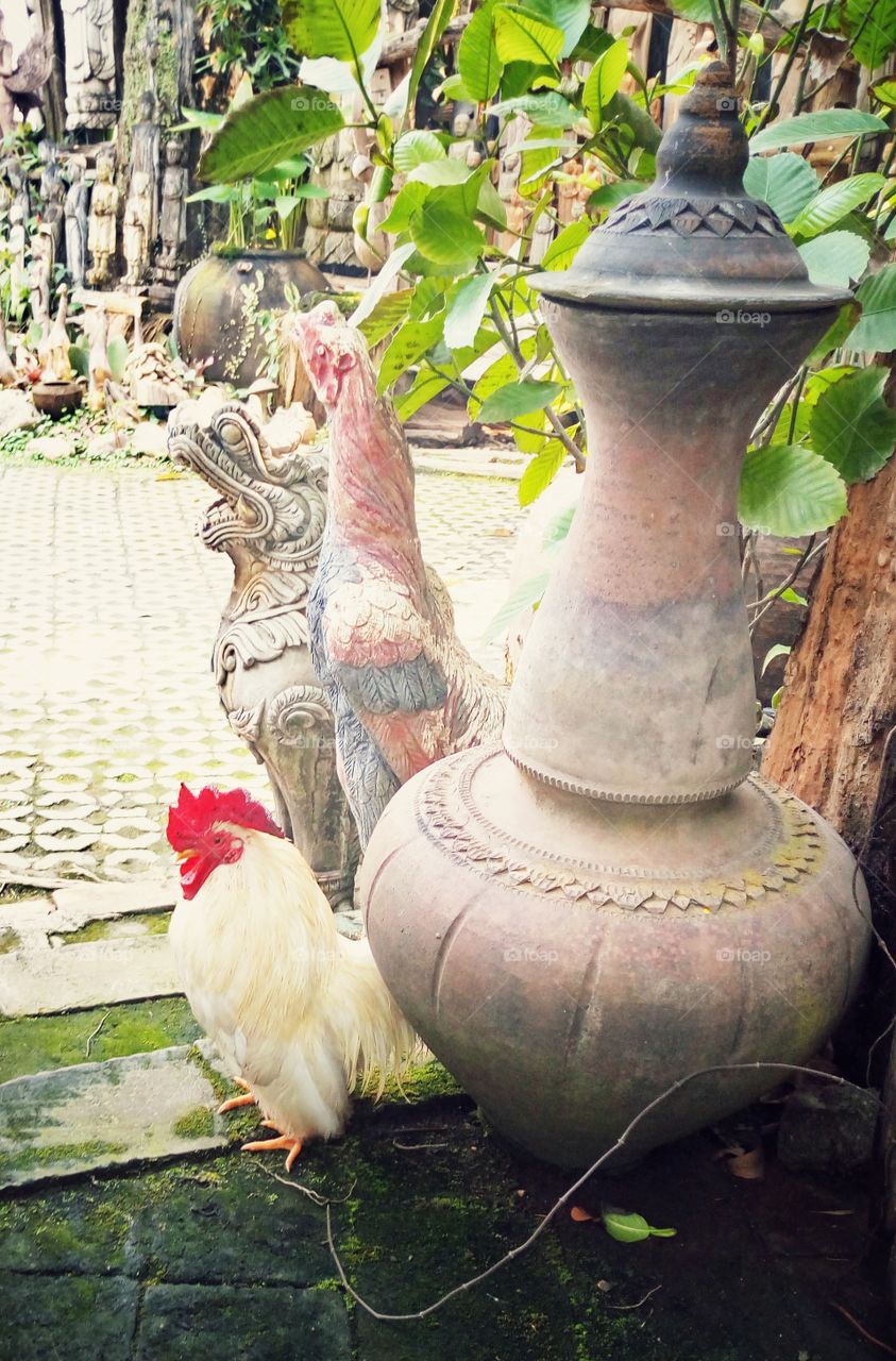 The white chicken stands beside the water bowl.