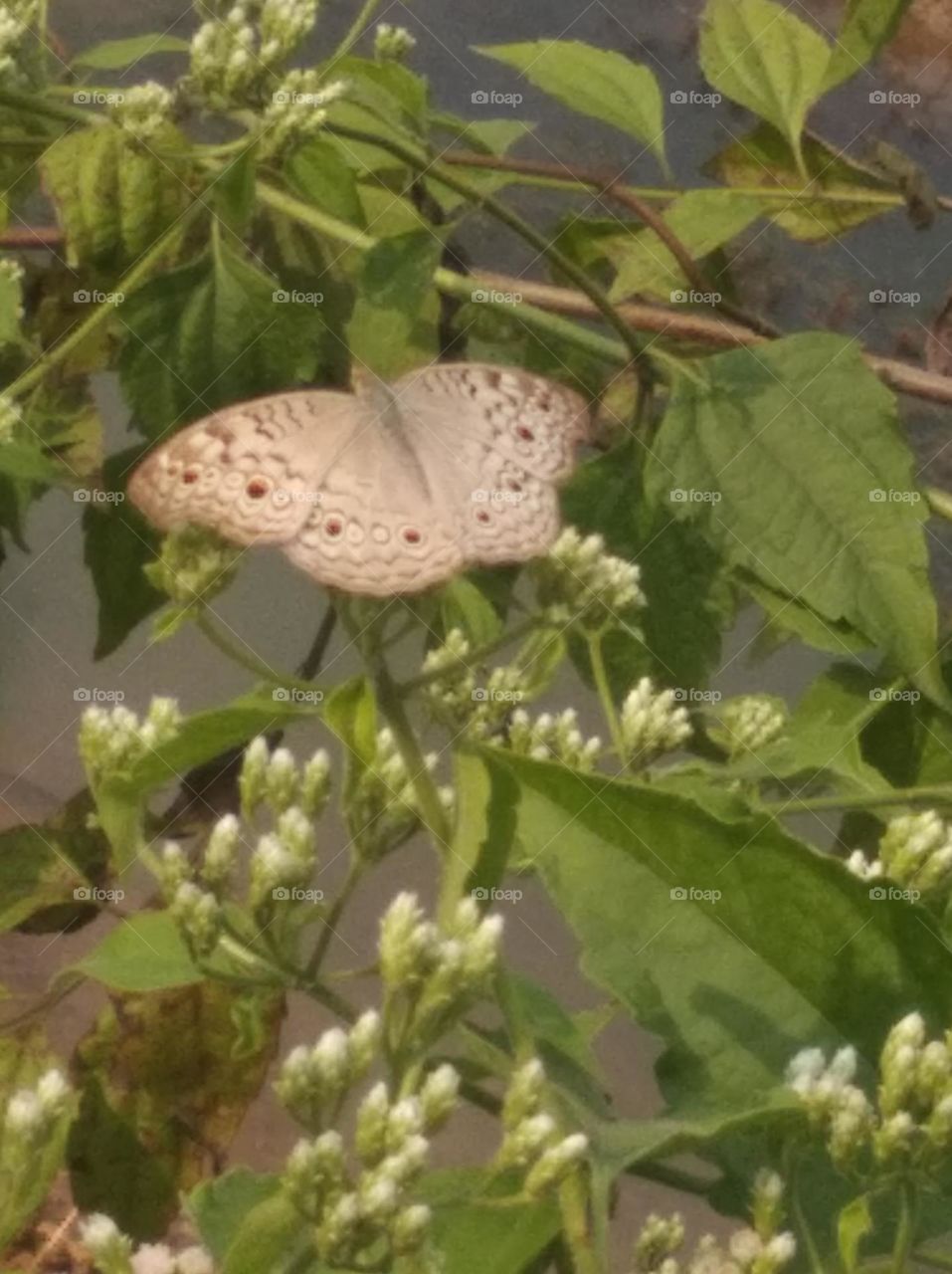 🦋🦋🦋## titli#### butterfly