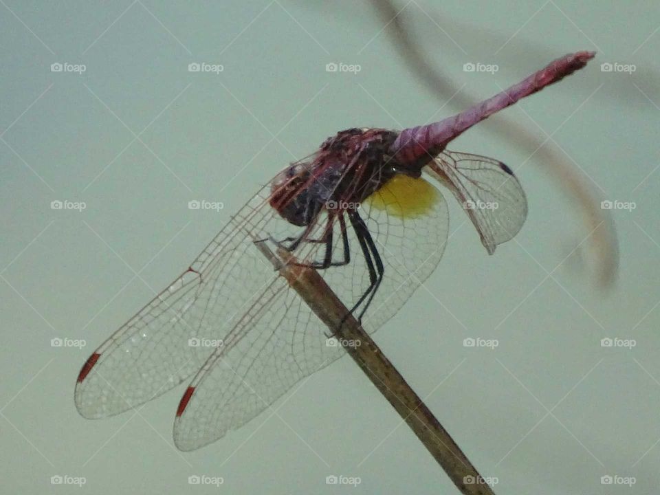 The lilac dragonfly