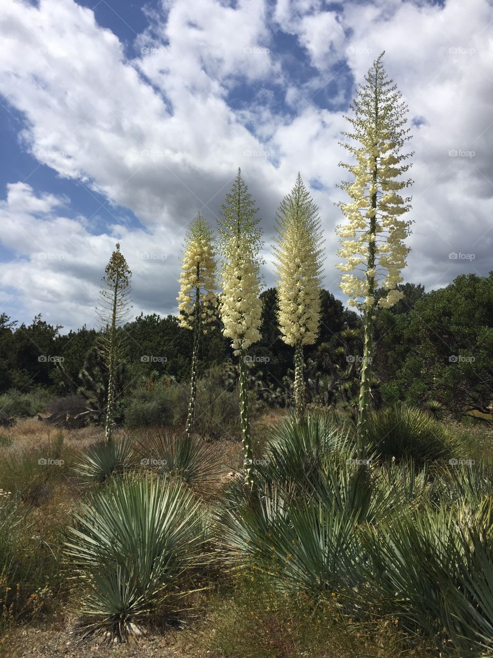 Yuccas in Spring
