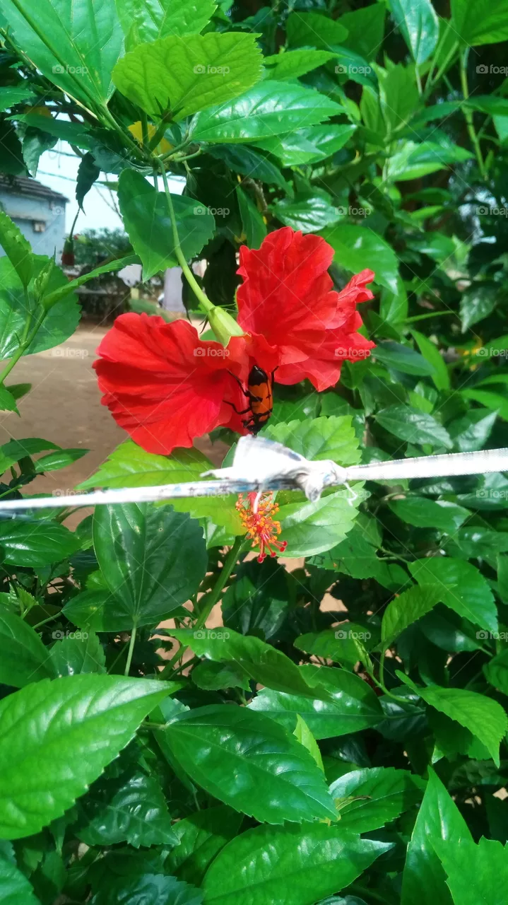 red spark flower