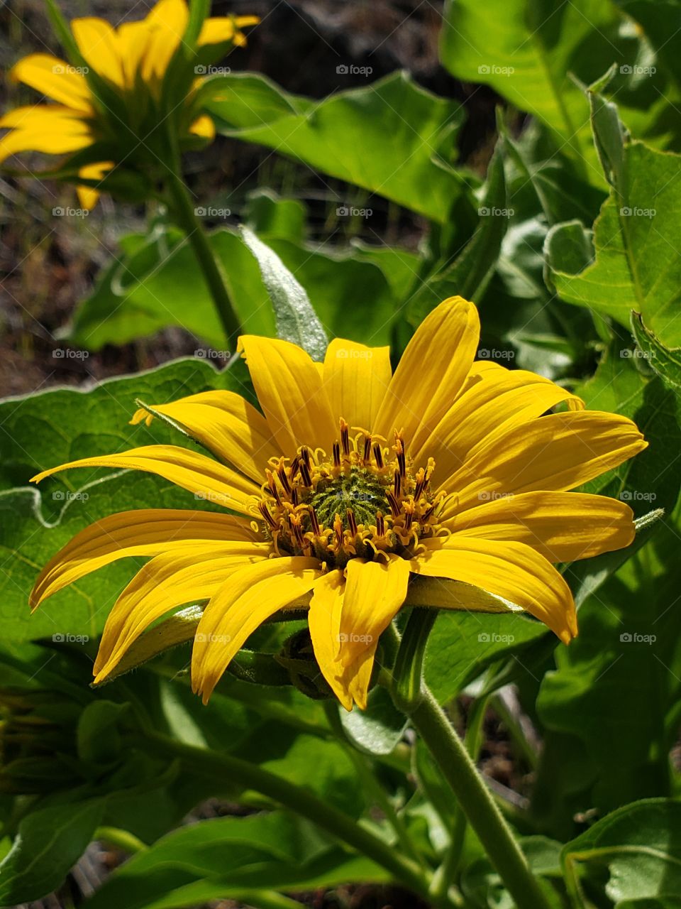 A late spring bloom of the wildflower Arrowleaf Balsamroot glows in the morning sun on a hill in Crook County in Central Oregon and is ready feed for the wild deer.