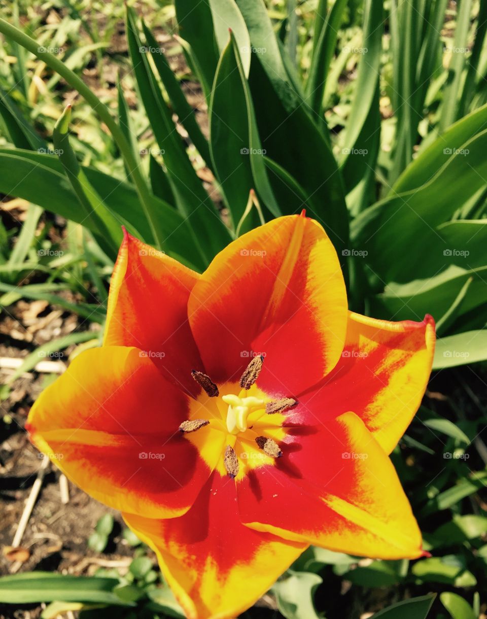 Bright orange and yellow tulip just opened in my side garden.