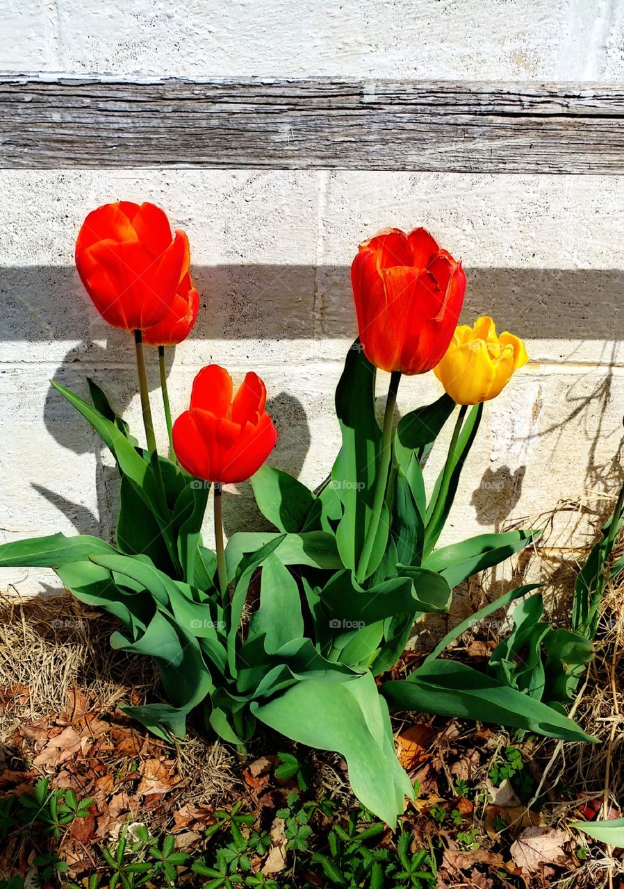 nana's Tulips