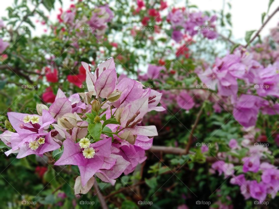 Bougainvillea is a perennial plant of the type of shrub.