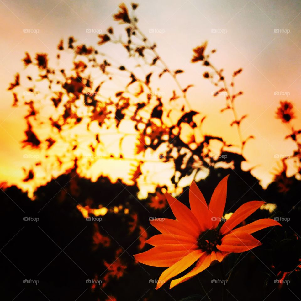 Flower at sunset 