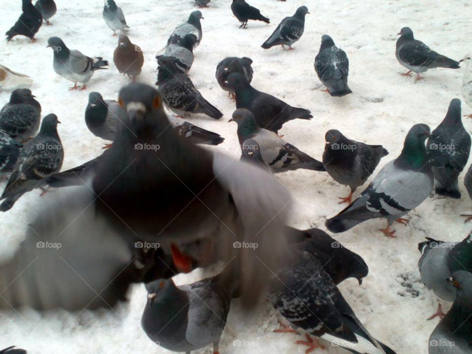 Bird, Pigeon, Cold, Wildlife, Winter