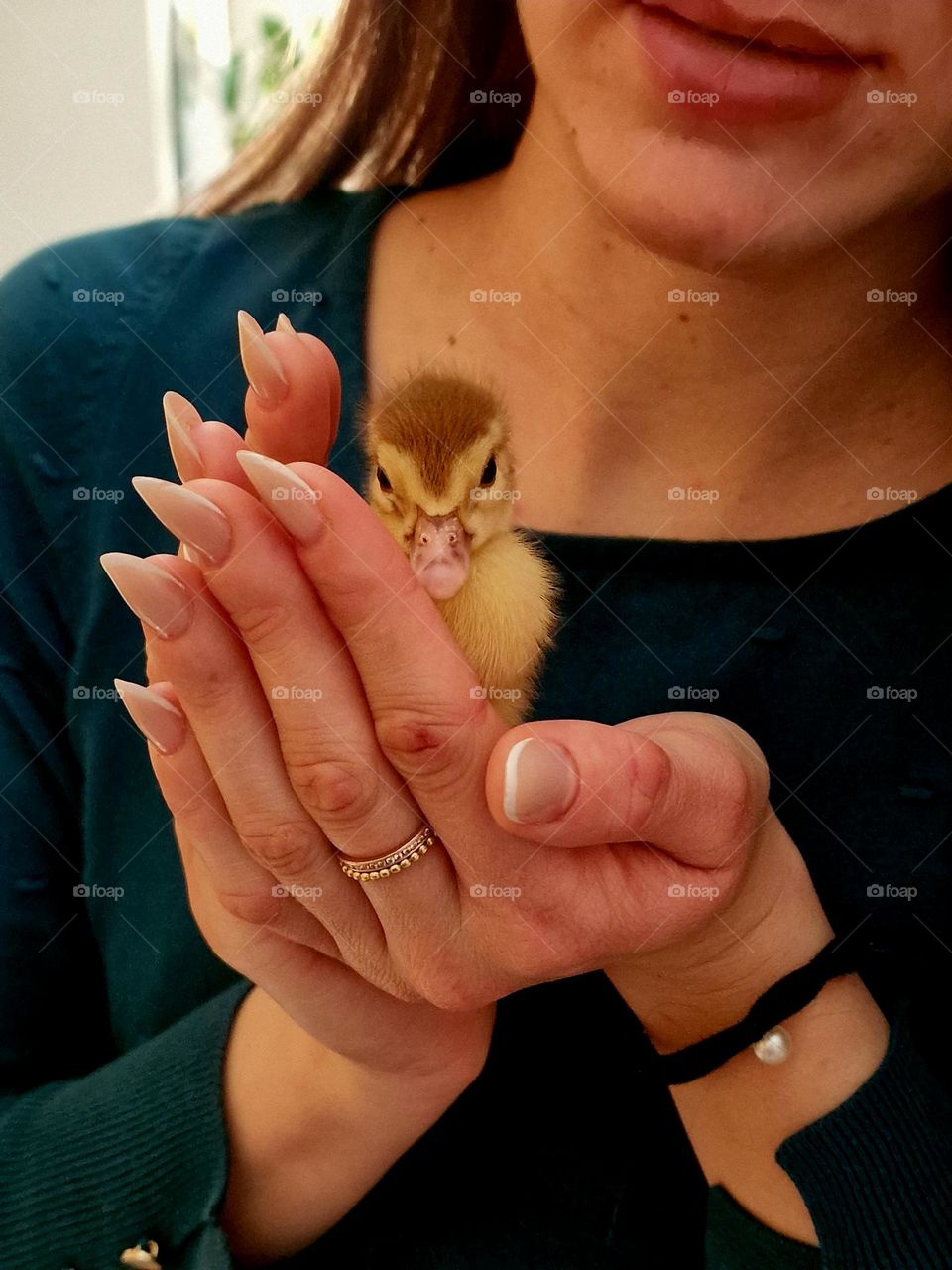 baby duck