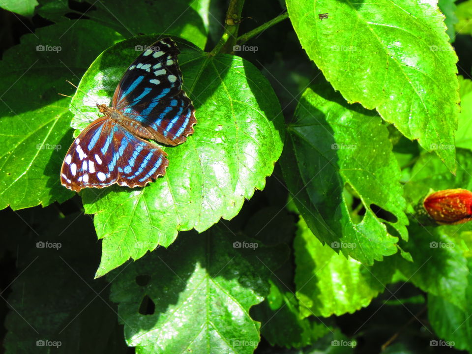 Butterfly in a garden background.