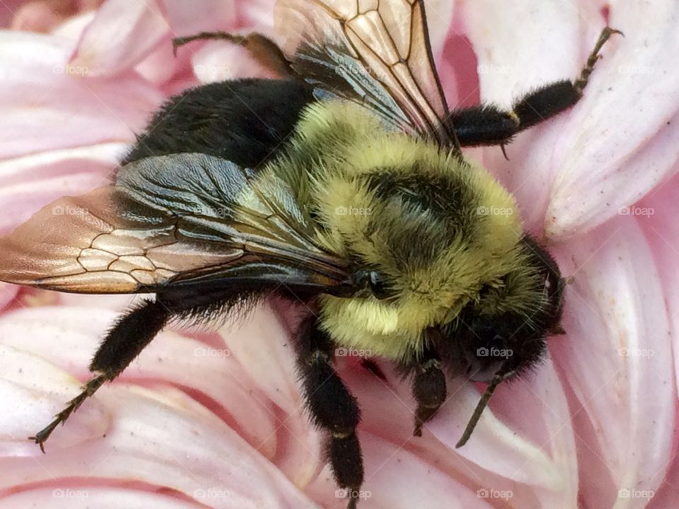 Bee on the pink flower