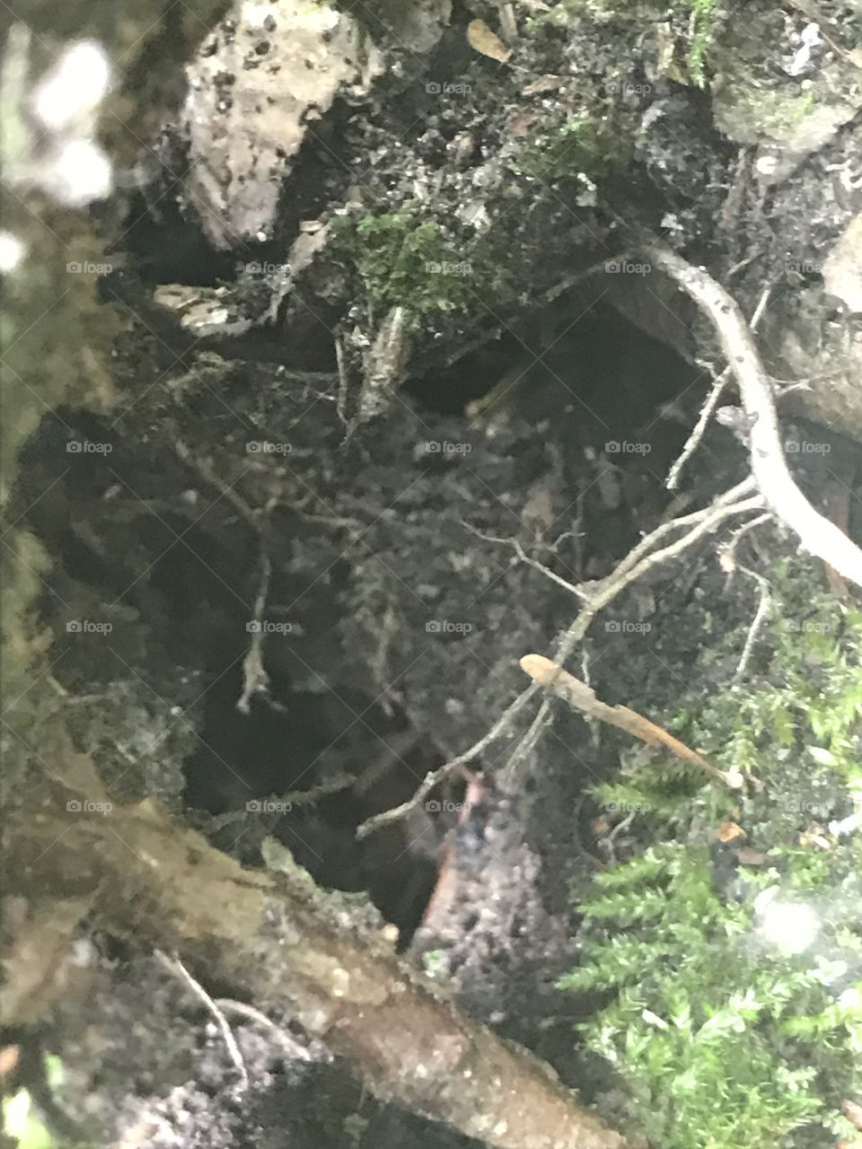 Intérieur d’un arbre 