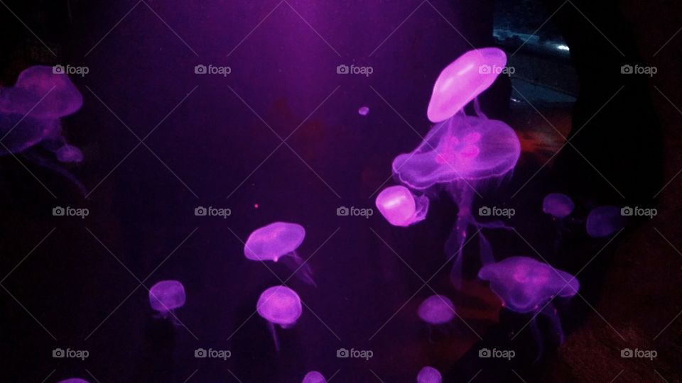 Glowing Purple Jelly fish