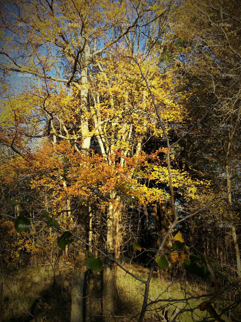 Forest in Fall