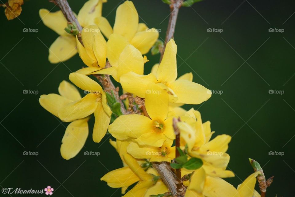 Forsythia 