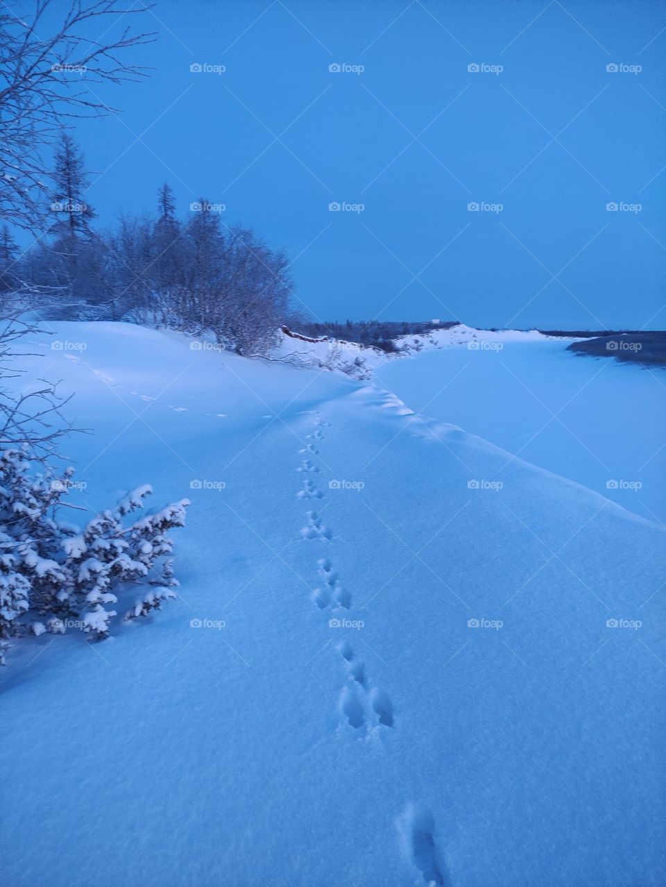 Winter,winter dawn,winter sunset,winter evening,winter night,sunset in Christmas trees,trees,green,winter,cold,north,winter silence,snow