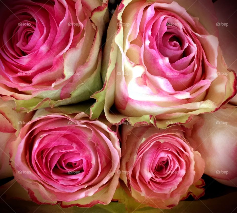 White pink and green roses. White pink and green roses