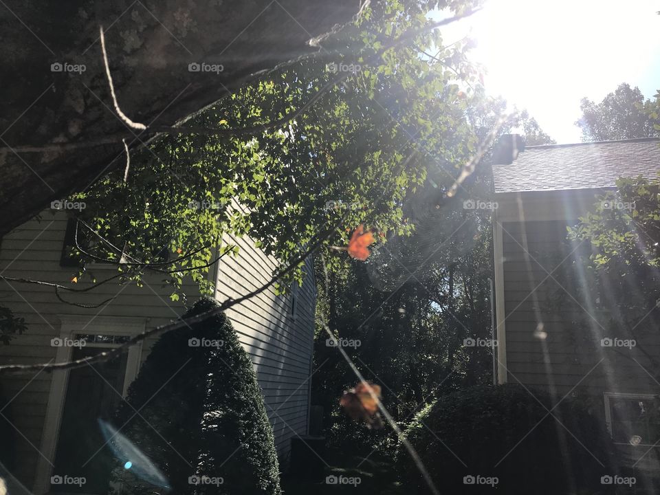 Orb in bottom left corner. While taking pics of spider webs and sun, I caught this orb, changing shapes, moving across the yard and stopping in different spots. 