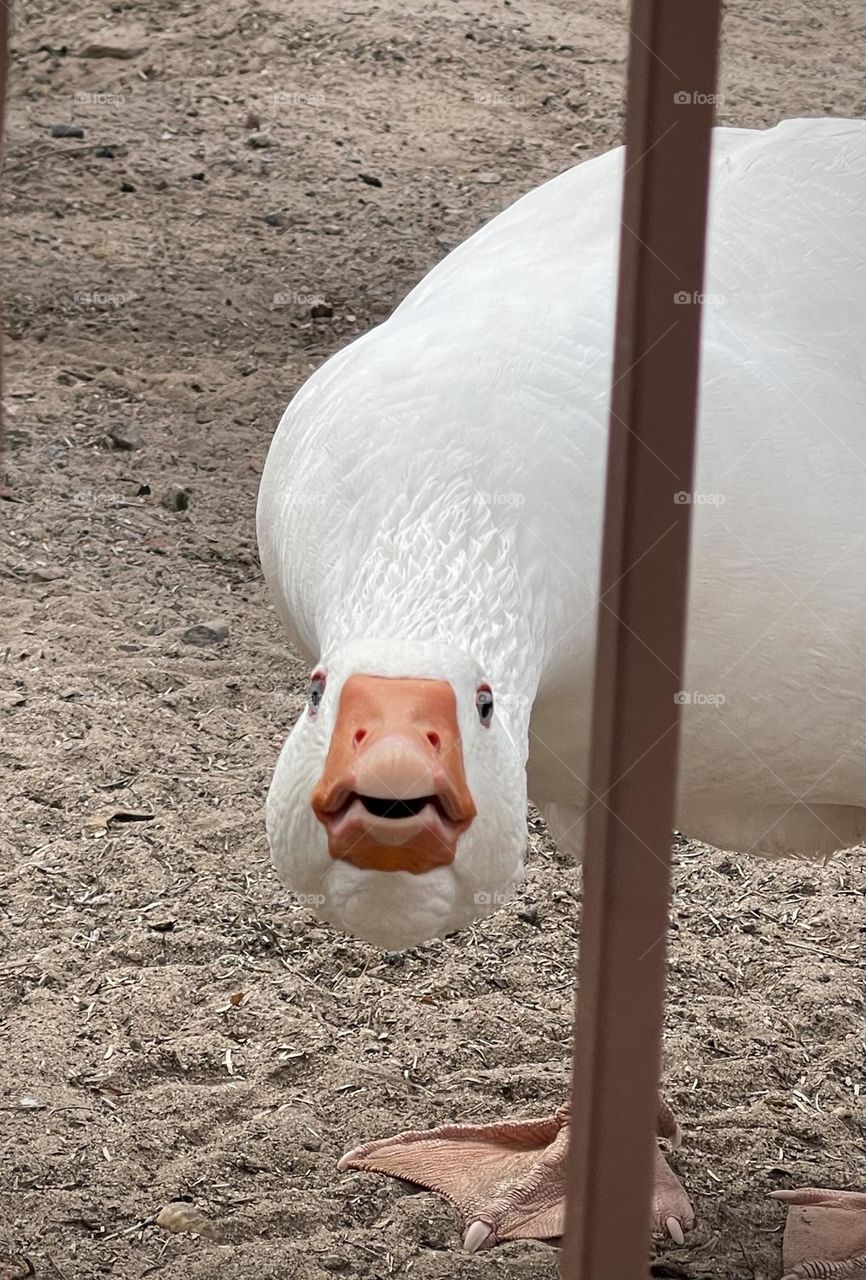 Surprised Goose : What ??!!