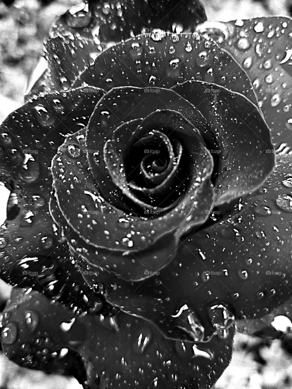 raindrops on roses