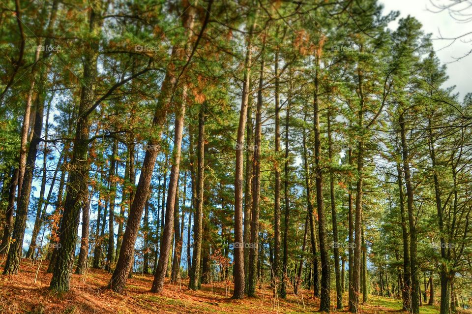 Pine Tree Forest. Pine tree forest, Mount Pedroso, Santiago de Compostela