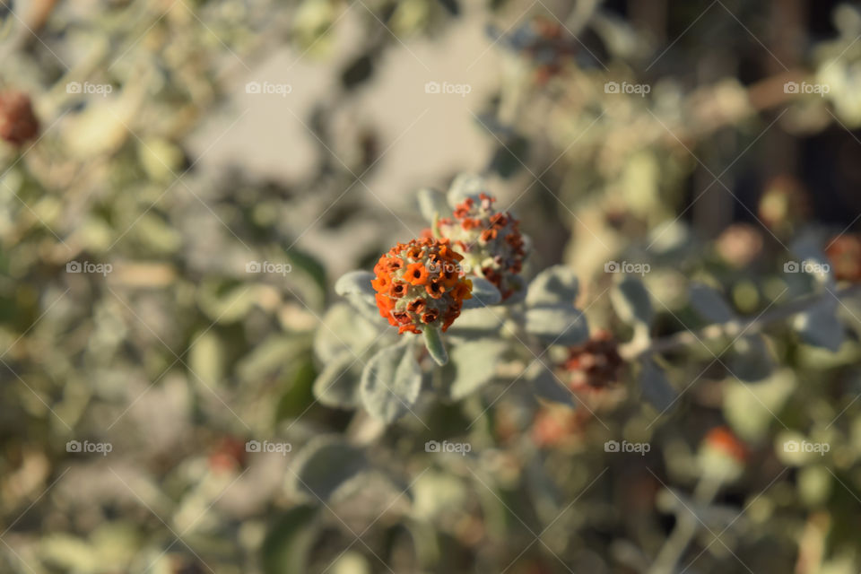 Leaf, Flora, Nature, Flower, Herbal