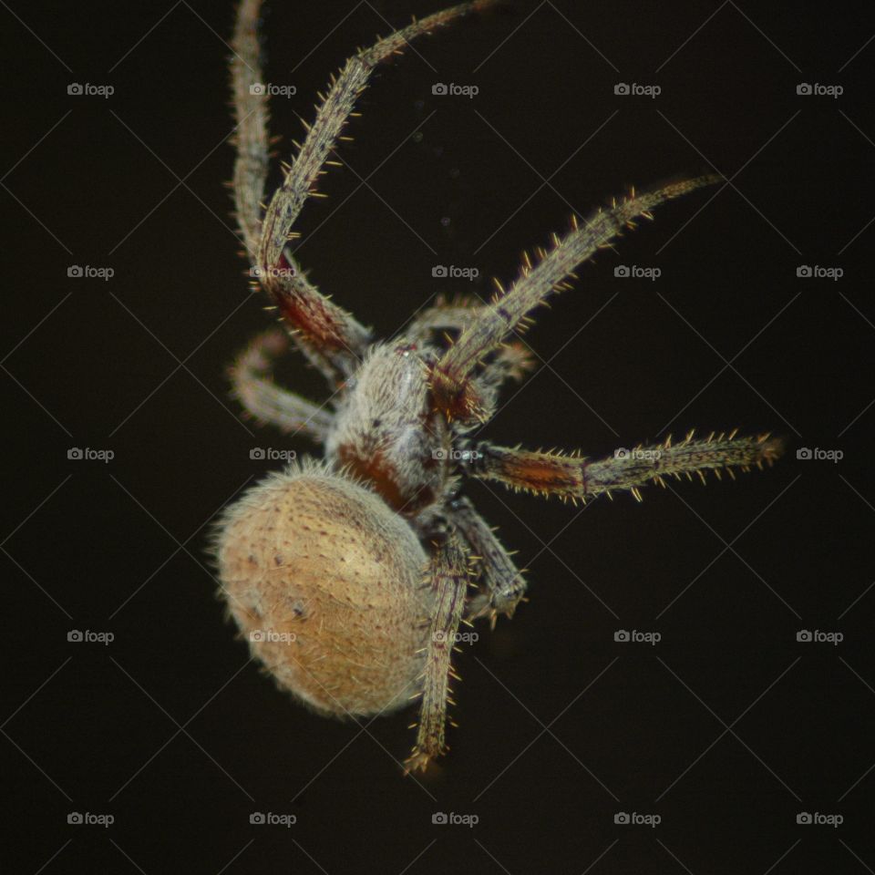 barn spider