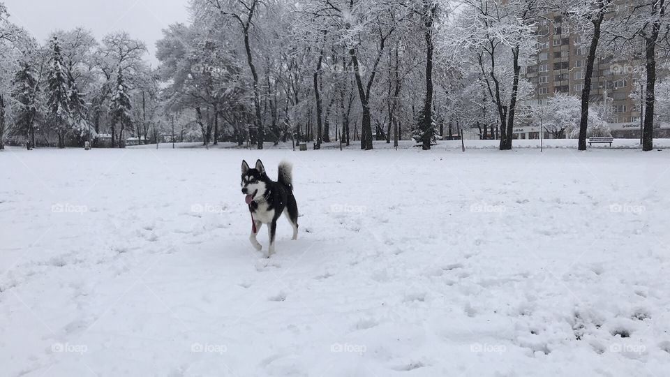 Happy Husky dog outside in the snow