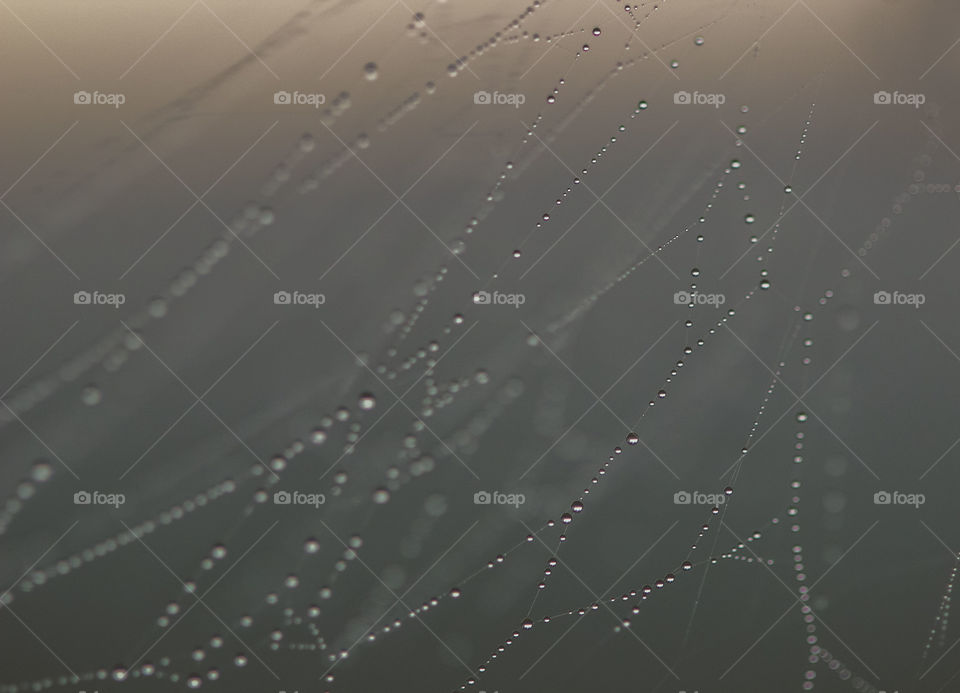 Dewy spiderweb 