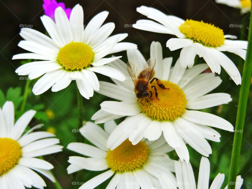 This bee is collecting from flowers in the summer, busy as they always are  