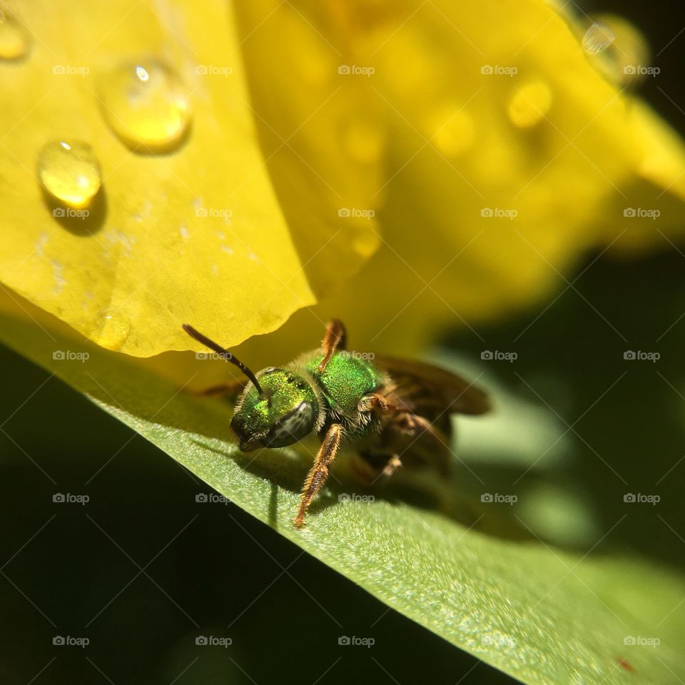 Green metallic bee