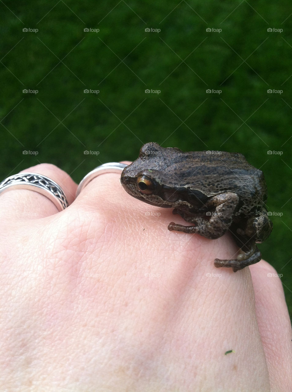 nature hand small frog by kmh
