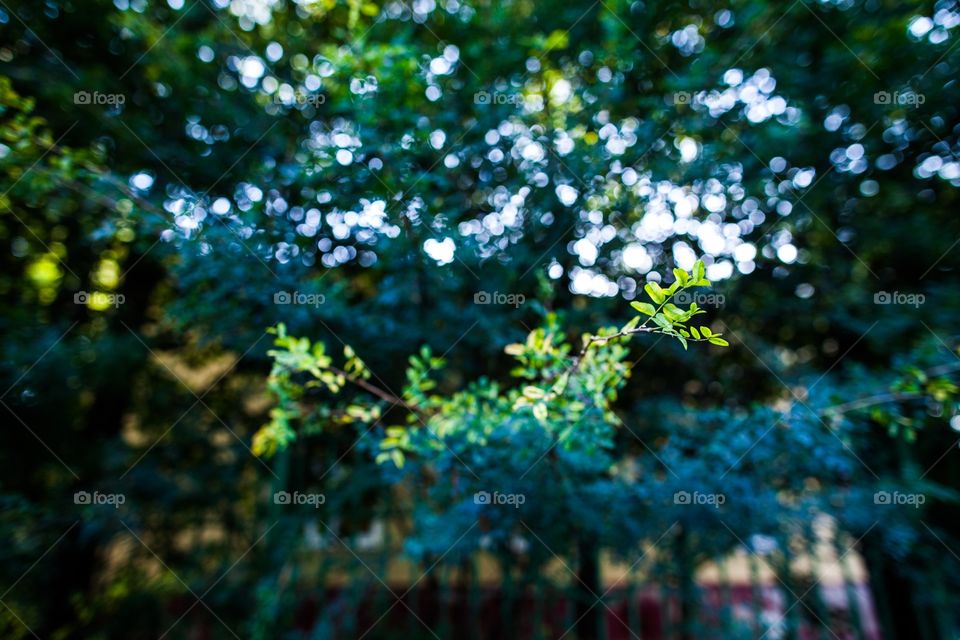 Desktop, Leaf, Tree, Nature, Flora