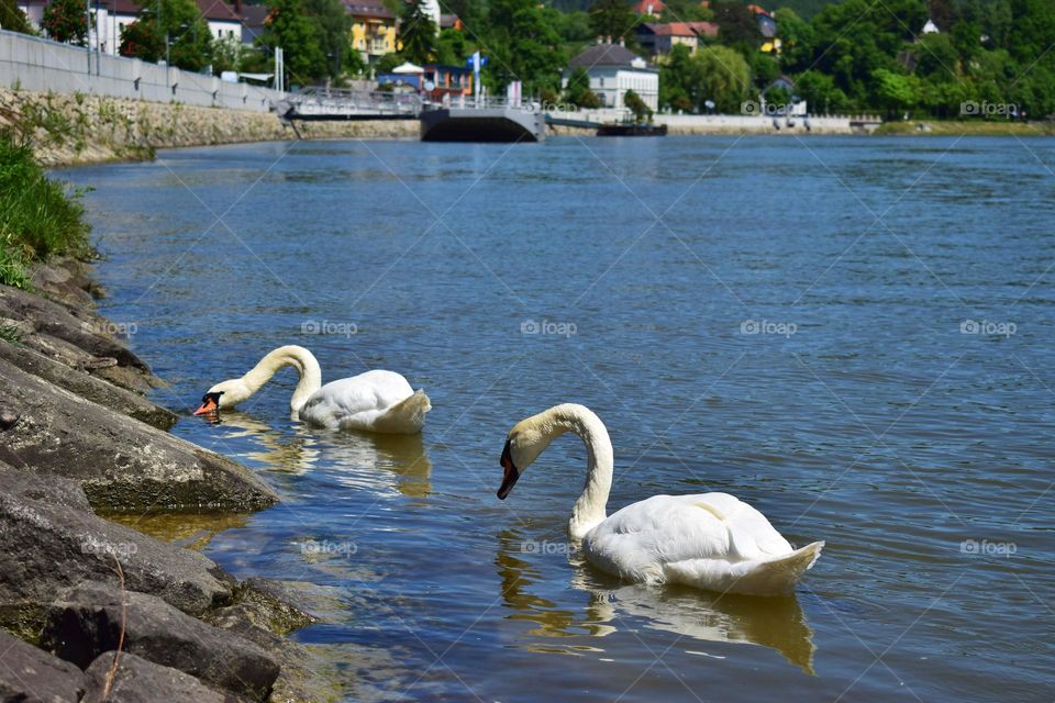 Two white swans on the river Danube in Austria. Beautiful view on the river and town Grein.