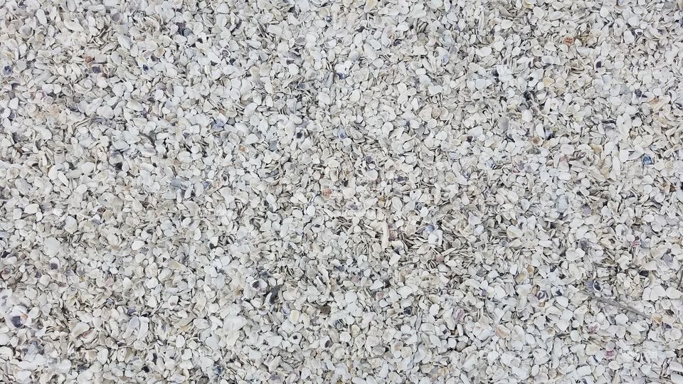 seashell gravel on ground