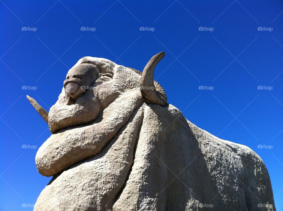 The Great Marino Sheep Goulburn Australia