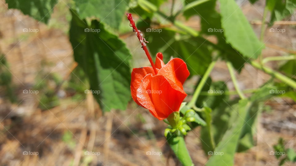 Turks cap flower