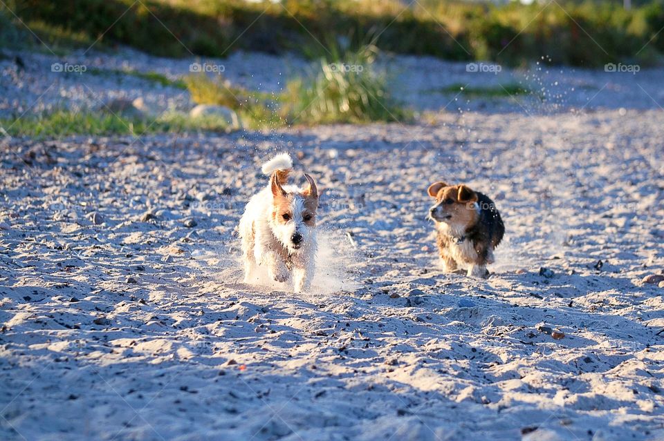 Dogs running on the beach