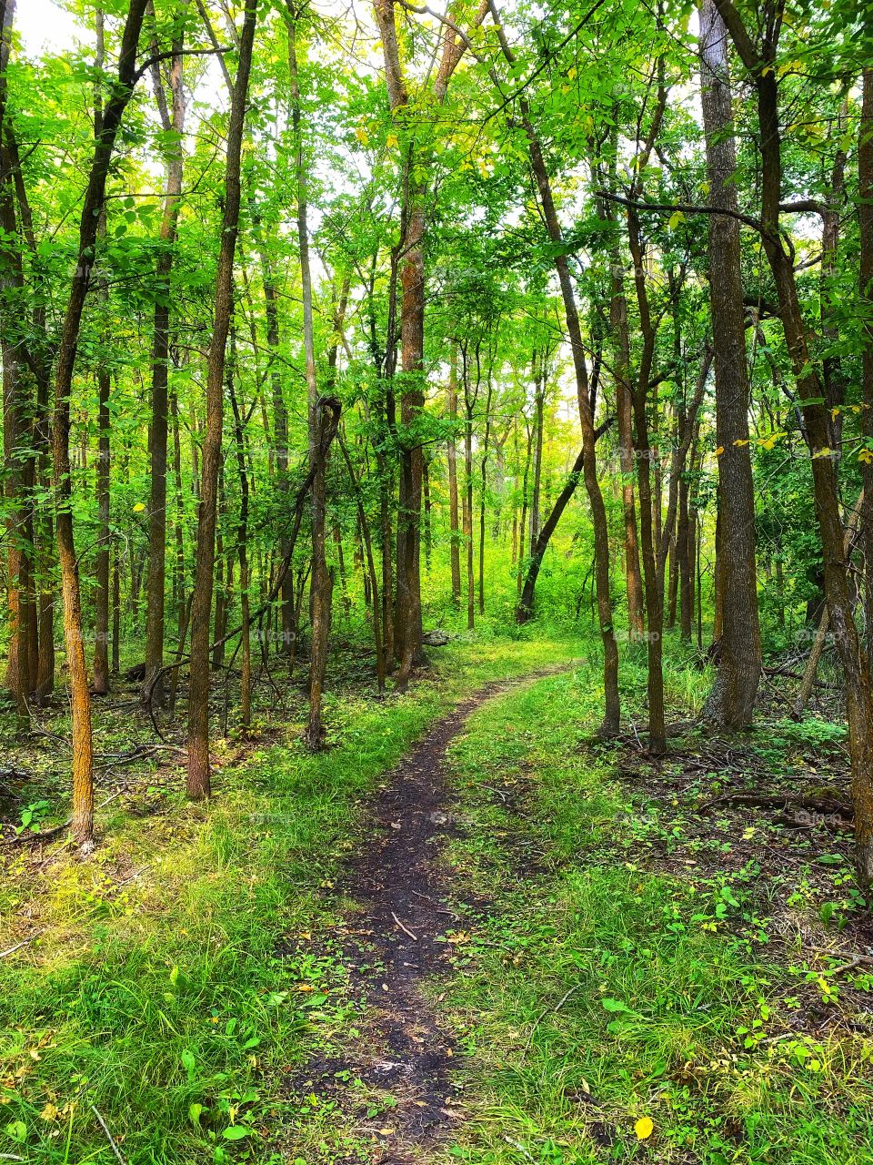 Trail through the forrest