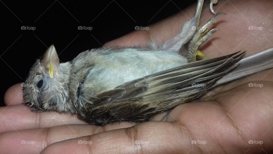 R.I.P🐦💐🔚⌛