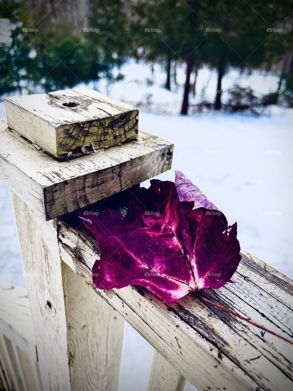A fallen maple leaf 🍁