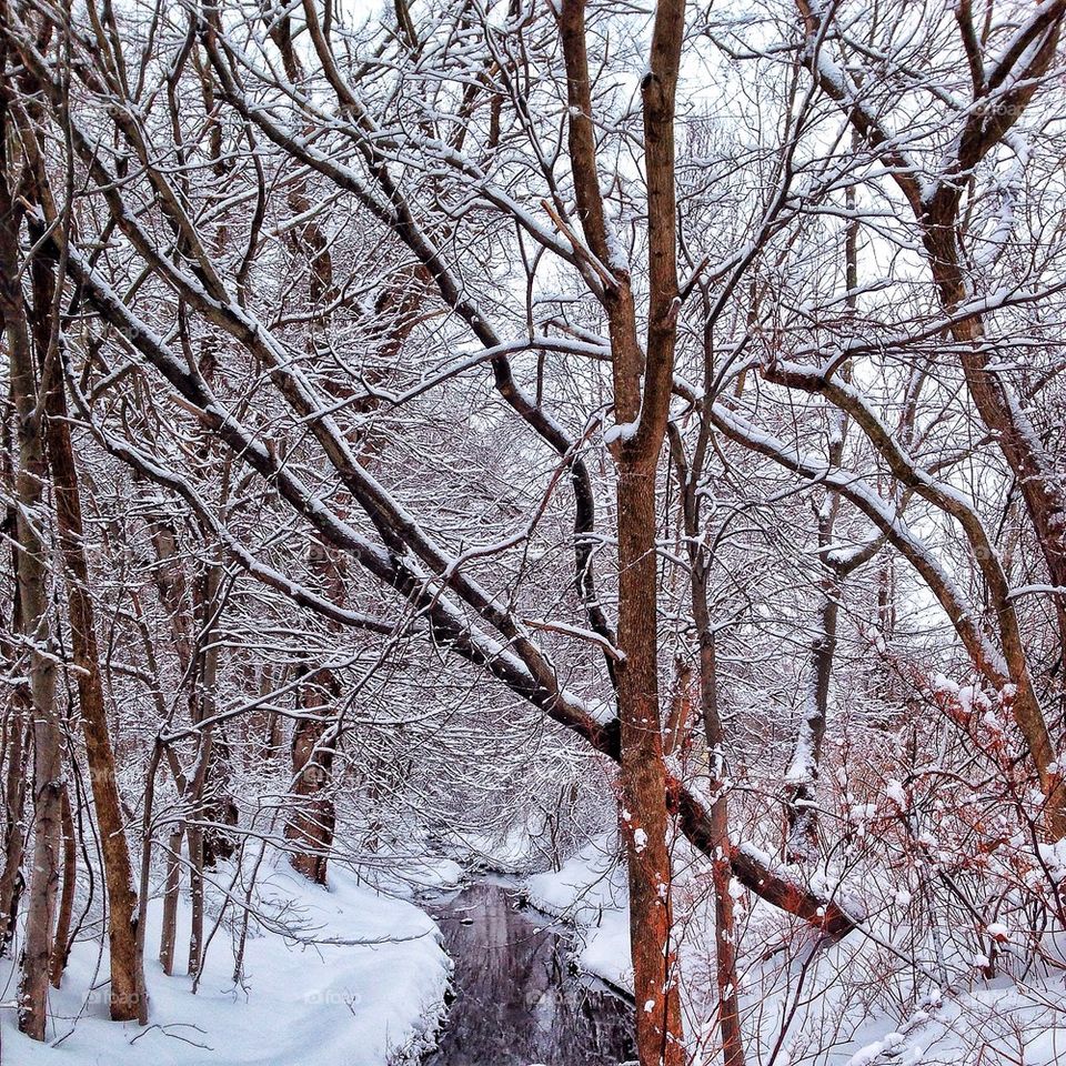 View of bare trees in winter