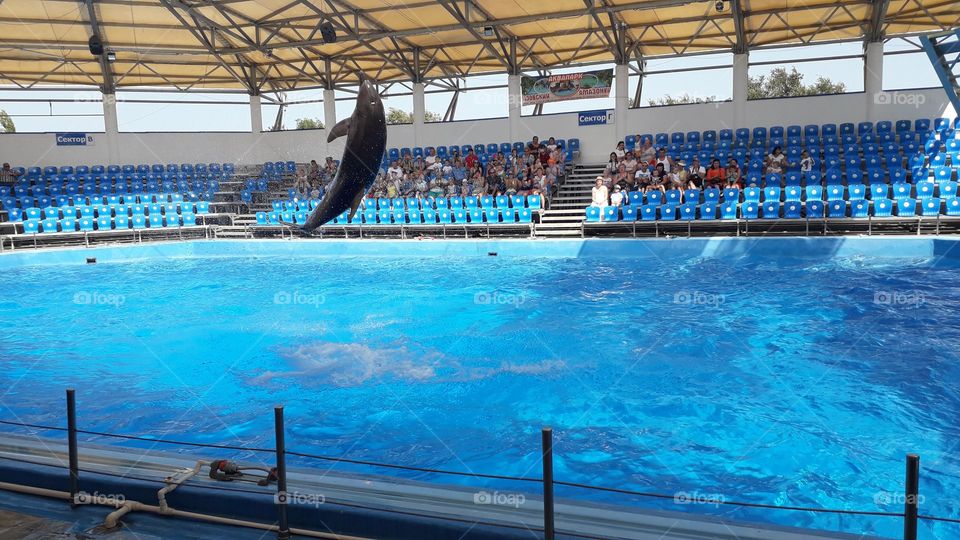 дельфин в прыжке